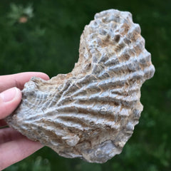 Trilobites
